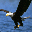 Bald Eagle Scenic Reflections Screensaver