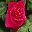 Beautiful Roses Scenic Reflections Screensaver