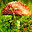 Manifold Mushrooms Free Screensaver