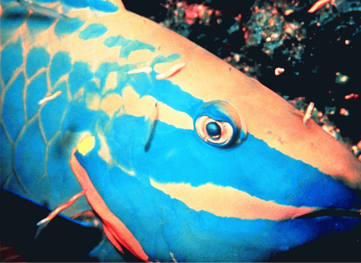 Download http://www.findsoft.net/Screenshots/A-Tropical-Fish-Coral-Reef-Collection-22074.gif