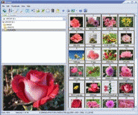 Download http://www.findsoft.net/Screenshots/Able-Image-Browser-63419.gif