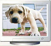 Download http://www.findsoft.net/Screenshots/Adorable-Puppies-Screen-Saver-26004.gif