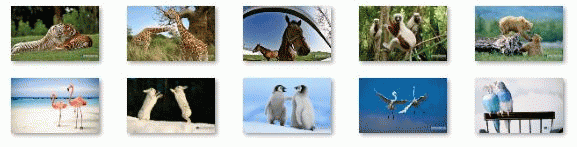 Download http://www.findsoft.net/Screenshots/Animal-Pals-Windows-7-Theme-36175.gif