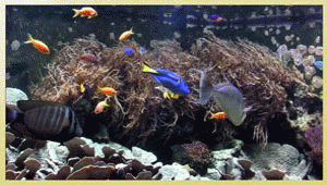 Download http://www.findsoft.net/Screenshots/Aquarium-Real-Life-2-69200.gif