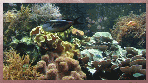 Download http://www.findsoft.net/Screenshots/Aquarium-Real-Life-4-69213.gif