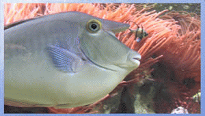 Download http://www.findsoft.net/Screenshots/Aquarium-Real-Life-6-69202.gif