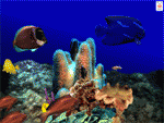 Download http://www.findsoft.net/Screenshots/Aquatica-3D-Fish-Screen-Saver-65189.gif