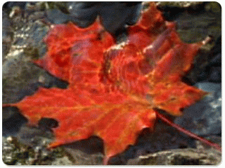 Download http://www.findsoft.net/Screenshots/Autumn-Leaf-Thanksgiving-Wallpaper-2363.gif