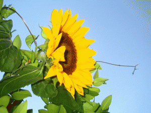 Download http://www.findsoft.net/Screenshots/Beautiful-Sunflowers-Screensaver-2566.gif