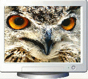 Download http://www.findsoft.net/Screenshots/Beauty-of-Birds-Screen-Saver-26005.gif