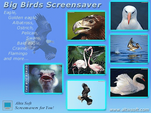 Download http://www.findsoft.net/Screenshots/Big-Birds-Screensaver-2611.gif