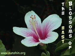 Download http://www.findsoft.net/Screenshots/Blossoms-of-the-East-2-0-22352.gif