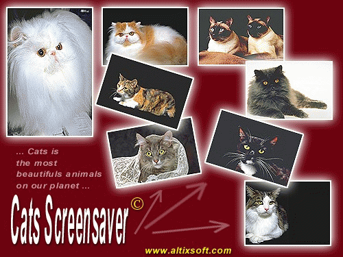 Download http://www.findsoft.net/Screenshots/Cats-Screensaver-2994.gif