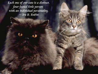 Download http://www.findsoft.net/Screenshots/Cats-and-Quotes-Scenic-Reflections-Screensaver-34159.gif