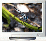 Download http://www.findsoft.net/Screenshots/Colorful-Dragonflies-Screen-Saver-26006.gif