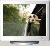 Download http://www.findsoft.net/Screenshots/Dogs-Puppies-Screensaver-13118.gif