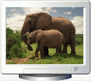 Download http://www.findsoft.net/Screenshots/Elegant-Elephants-Screen-Saver-26047.gif