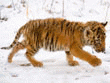 Download http://www.findsoft.net/Screenshots/Free-Tiger-Pictures-Screensaver-31902.gif