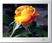 Download http://www.findsoft.net/Screenshots/Garden-Decor-13058.gif