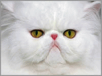 Download http://www.findsoft.net/Screenshots/JoyLax-cat-Screensaver-20242.gif