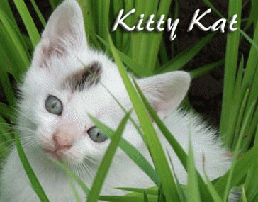Download http://www.findsoft.net/Screenshots/Kitty-Kat-Screen-Saver-30183.gif