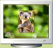 Download http://www.findsoft.net/Screenshots/Koala-Screen-Saver-6428.gif