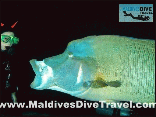 Download http://www.findsoft.net/Screenshots/Maldives-Diving-66389.gif