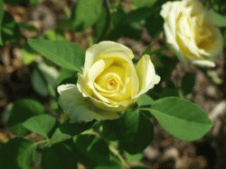 Download http://www.findsoft.net/Screenshots/Only-Roses-Show-17423.gif