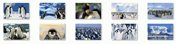 Download http://www.findsoft.net/Screenshots/Penguins-Ubuntu-Linux-Theme-76812.gif