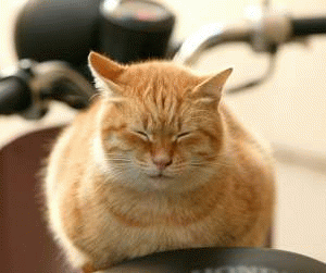 Download http://www.findsoft.net/Screenshots/Pictures-of-Cute-Cat-Breeds-Screensaver-12974.gif