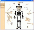 Download http://www.findsoft.net/Screenshots/Skeleton-Bone-Builder-9280.gif