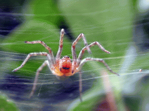 Download http://www.findsoft.net/Screenshots/Spider-Phobia-Screensaver-9566.gif