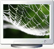 Download http://www.findsoft.net/Screenshots/Spider-Webs-Screen-Saver-25990.gif